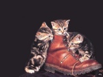 Gatitos jugando con una bota