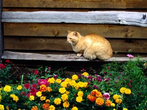 Postal: Un gato en el jardín