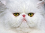 Gato de raza persa
