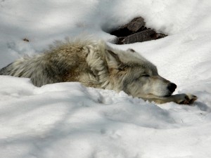 Lobo tumbado en la nieve