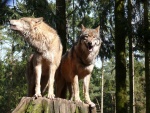 Pareja de lobos