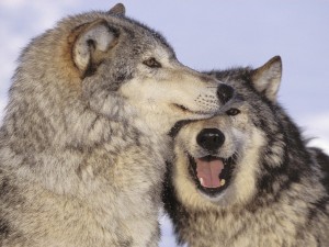 Postal: Amor entre lobos