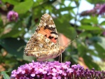 Mariposa sobre una flor púrpura