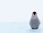 Pequeño pingüino solitario
