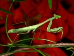 Mantis verde sobre una rama