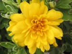 Hermosa flor de pétalos amarillos