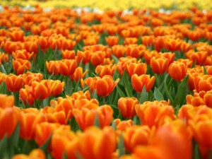 Postal: Tulipanes anaranjados