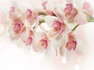 Orquídeas blancas y rosas