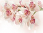 Orquídeas blancas y rosas