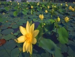 Plantas acuáticas con flores amarillas