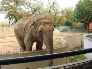 Postal: Elefante asiático en un zoológico