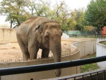 Elefante asiático en un zoológico