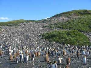 Postal: Gran colonia de pingüinos en Georgia del Sur