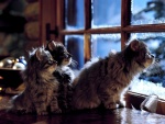 Gatitos mirando por la ventana