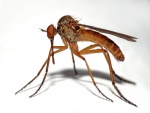 Mosquito macho (Empis livida)
