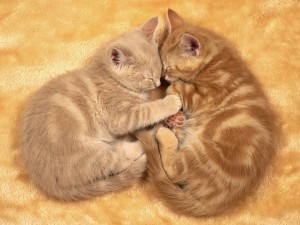 Gatitos durmiendo juntos