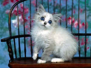 Postal: Gatito blanco de ojos azules
