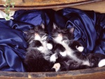 Gatitos durmiendo sobre terciopelo azul