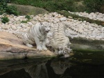 Tigres blancos en el Zoológico de Singapur