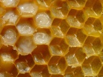 Panal de miel de abejas (Apis mellifera) con huevos y larvas