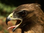 Águila sacando la lengua