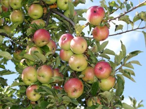 Postal: Manzanas en el manzano