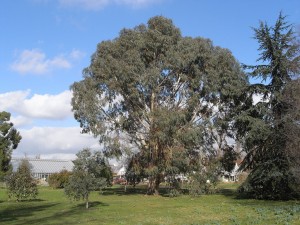 Postal: Eucalipto bogong (Eucalyptus chapmaniana)