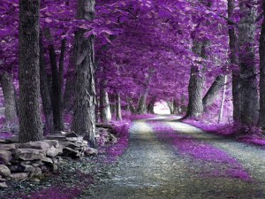 Postal: Camino lleno de hojas de color lila