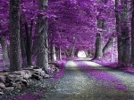 Camino lleno de hojas de color lila