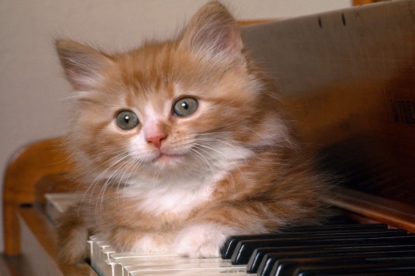 Gatito tumbado sobre un teclado de piano