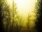 Niebla entre árboles sin hojas