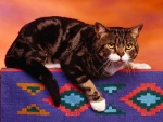 Gato sobre una alfombra