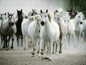 Postal: Manada de caballos salvajes