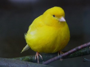 Un bonito canario amarillo