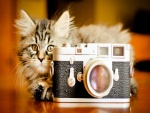 Gato fotógrafo