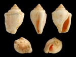 Conchas de Canarium ochroglottis (Strombidae)
