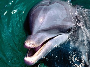 Postal: Delfín asomando la cabeza del agua