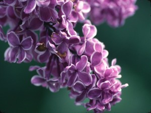 Postal: Pequeñas flores de lila