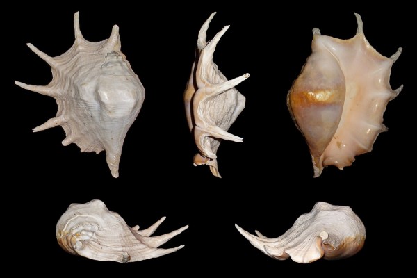 Conchas de gasterópodos de la especie Lambis truncata, abundante en el litoral de Mozambique