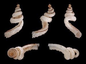 Caracoles escamosos, originarios de Filipinas