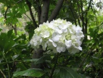Una solitaria hortensia blanca