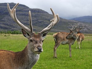 Postal: Ciervo común en Escocia