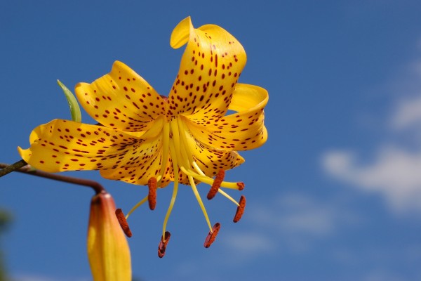 Lilium amarillo moteado