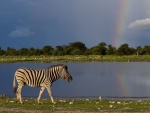Cebra en Klein Namutoni con el arco iris de fondo