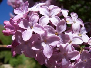 Flores de lila