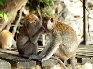 Postal: Macacos cangrejeros (Macaca fascicularis)