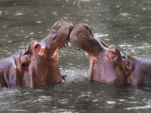 Postal: Hipopótamos en el zoológico de Whipsnade (Bedfordshire, Inglaterra)