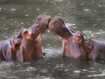 Hipopótamos en el zoológico de Whipsnade (Bedfordshire, Inglaterra)