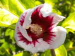 Delicada flor blanca con tonos rojizos