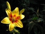 Flor de lilium abierta
